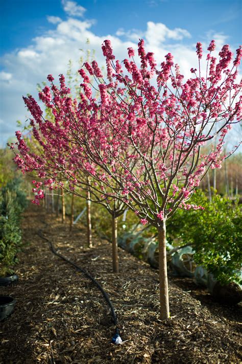 buy dwarf crabapple tree.